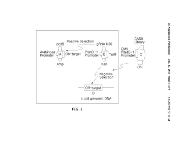 Method For Screening Target Specific Nuclease Using Multi-Target System Of On-Target And Off-Target And Use Thereof